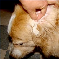 วิธีทำความสะอาดหูของสุนัข | ทำความสะอาดหูให้น้องหมาตัวโปรด