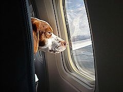 วิธีการนำสุนัขขึ้นเครื่องบินเพื่อเดินทางภายในประเทศ และต่างประเทศ