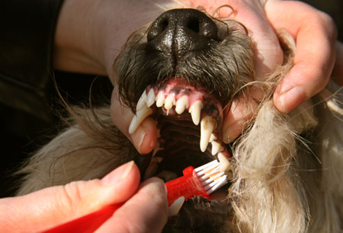 วิธีการดูแลฟันของสุนัข ทำความสะอาดฟันหมา